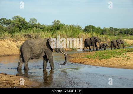 Éléphants traversant la rivière Sand en Afrique du Sud Banque D'Images