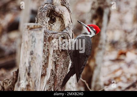 Pic mâle piléé perché sur le tronc d'arbre pour l'alimentation au Québec, Canada. Oiseau d'Amérique du Nord Banque D'Images