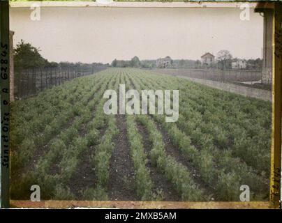 Marly-le-Roi, France , 1930 - Ile-de-France - Stéphane Passet - (28 juin -8 juillet) Banque D'Images