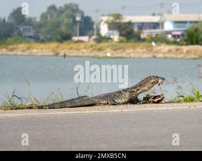 A lézard le contrôleur asiatique des eaux (Varanus salvator) mange une carcasse sur le côté de la route, en Thaïlande Banque D'Images