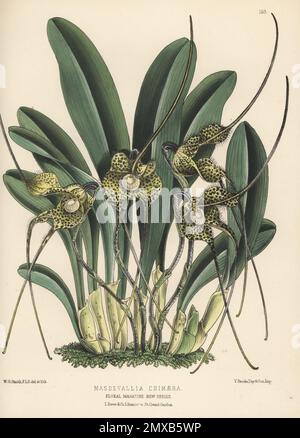Orchidée de Dracula nycterina, originaire de Colombie. Fleuri par William Bull à sa pépinière de Chelsea. Comme Masdevallia chimera, découvert par le collectionneur d'orchidées Benedikt Roezl. Illustration botanique de couleur main dessinée et lithographiée par Worthington George Smith de Henry Honywood Dombrain's Floral Magazine, New Series, Volume 4, L. Reeve, Londres, 1875. Lithographie imprimée par Vincent Brooks, Day & son. Banque D'Images