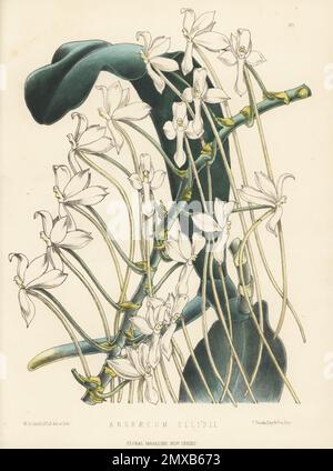 Aerangis ellisii, orchidée épiphytique. Cultivé par M. Day de Tottenham à partir d'une usine de Madagascar par le révérend W. Ellis. Comme Angraecum ellisii. Illustration botanique de couleur main dessinée et lithographiée par Worthington George Smith de Henry Honywood Dombrain's Floral Magazine, New Series, Volume 4, L. Reeve, Londres, 1875. Lithographie imprimée par Vincent Brooks, Day & son. Banque D'Images