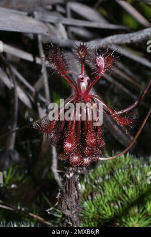 Sunset carnivore à feuilles collantes rouge foncé, Drosera roraimae, dans un habitat naturel à Auyan Tepui, Venezuela Banque D'Images