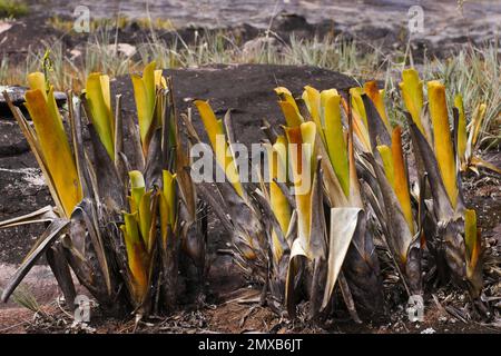 Pichets de Brocchinia reducta, broméliade carnivore, dans la nature sur Auyan Tepui, Venezuela Banque D'Images
