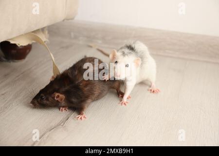 Rats près de meubles endommagés à l'intérieur. Lutte antiparasitaire Banque D'Images