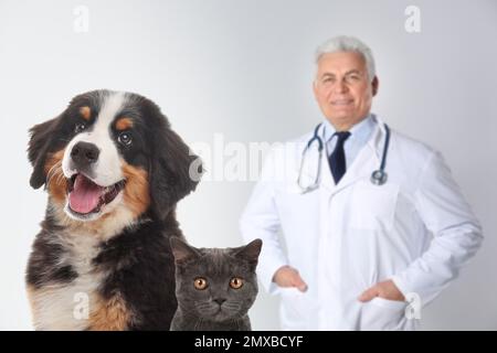 Joli chien de montagne bernois avec chat de shorthair britannique et vétérinaire senior sur fond clair Banque D'Images