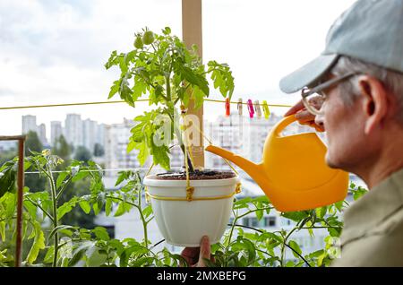 Vieux jardinage d'homme dans la serre à la maison. Les mains des hommes tiennent l'arrosoir et l'arrosage de la plante de tomate Banque D'Images