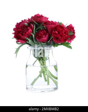 Bouquet de belles pivoines rouges dans un pot en verre isolé sur blanc Banque D'Images
