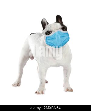Chien de taureau français dans un masque médical sur fond blanc. Protection contre les virus pour les animaux Banque D'Images