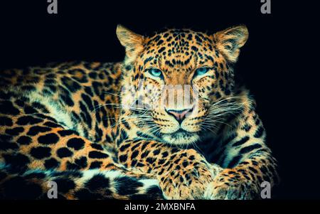 Le léopard de Chine du Nord Panthera pardus japonensis arrière-plan noir, la meilleure photo. Banque D'Images