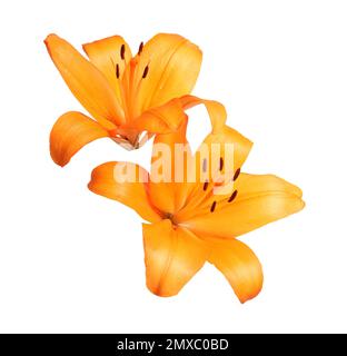 Belles fleurs de nénuphars orange fleuries isolées sur blanc Banque D'Images