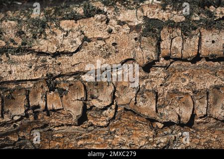 gros plan de la texture de l'écorce des arbres, macro-photographie Banque D'Images