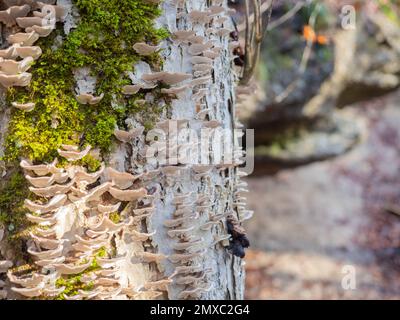 Bernried, Allemagne - 30 décembre 2022: Le champignon des arbres et du bois Trametes dans une forêt bavaroise Banque D'Images