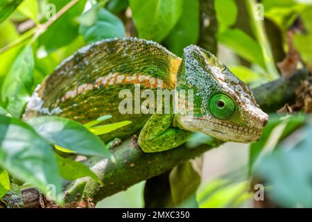 Chameleon à cornes de globe ou chameleon à casues plates (Calumma globifer) mâle, réserve Peyrieras Madagascar exotique, Madagascar faune Banque D'Images