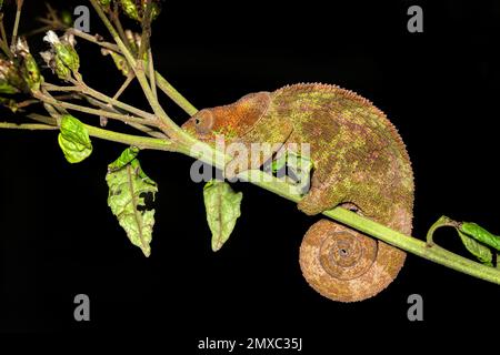 Calumma crypticum, communément connu sous le nom de caméléon cryptique ou caméléon à pattes bleues, espèce de caméléon endémique, réserve Peyrieras Madagascar exotique Banque D'Images