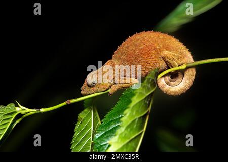 Calumma crypticum, communément connu sous le nom de caméléon cryptique ou caméléon à pattes bleues, espèce de caméléon endémique, réserve Peyrieras Madagascar exotique Banque D'Images