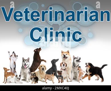 Collage avec différents chiens et texte clinique vétérinaire sur fond clair