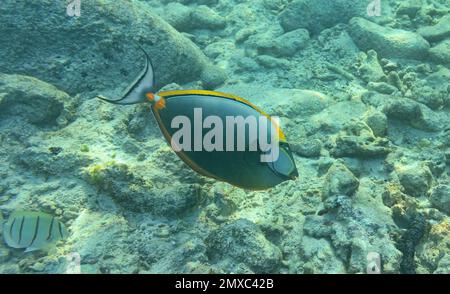 Vue rapprochée d'un élégant unicornfish (Naso elegans) près de l'île St Pierre - Seychelles Banque D'Images