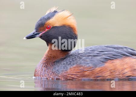 Corned Grebe (Podiceps auritus), gros plan d'un adulte, région du Nord-Ouest, Islande Banque D'Images