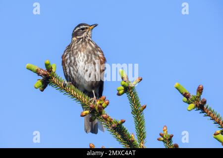 Redwing (Turdus iliacus), adulte perché sur un arbre d'épinette, région de la capitale, Islande Banque D'Images