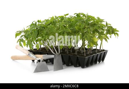 Outils de jardinage et plants de tomates vertes dans le plateau de semis isolé sur blanc Banque D'Images