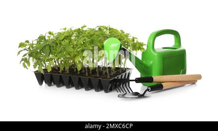 Accessoires de jardinage et plants de tomates vertes dans le plateau de semis isolé sur blanc Banque D'Images