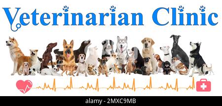 Collage avec différents chiens et texte clinique vétérinaire sur fond blanc. Bannière