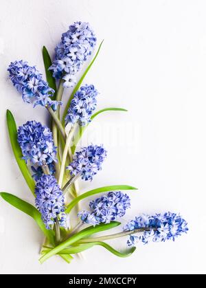 Composition des fleurs avec des hyacinthes lilas. Fleurs printanières sur fond blanc. Concept de Pâques. Plan d'agencement, vue de dessus. Banque D'Images