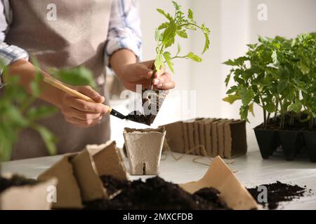 Femme plantant du semis de tomate dans une casserole de tourbe à la table, en gros plan Banque D'Images