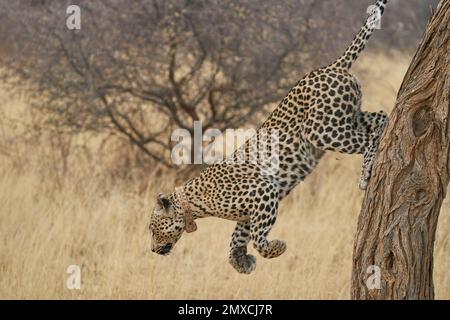 Léopard (Panthera pardus), proie de la chasse dans la réserve naturelle d'Okonjima, Namibie Banque D'Images