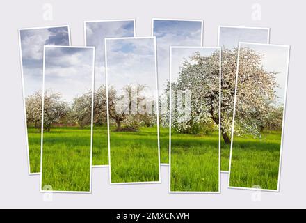 Isolé huit cadres collage de la photo de pommiers en fleurs dans le jardin de printemps. Ambiance matinale fraîche de la campagne printanière. Maquette de la p modulaire Banque D'Images