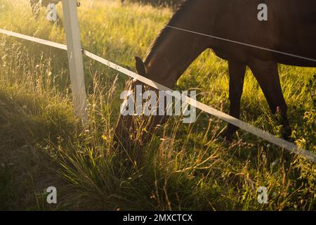 Un cheval sauvage brun paître de l'herbe verte au printemps dans le paradis des enclos, marchant dans un champ au lever du soleil. Banque D'Images