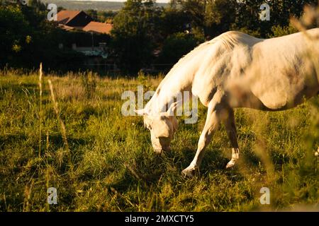 Le cheval sauvage blanc paître l'herbe verte au printemps dans le paradis des enclos, marchant dans un champ au lever du soleil. Banque D'Images