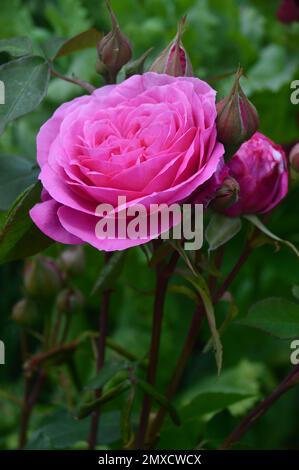 Rose Rosa 'Gertrude Jekyll' (Double arbuste rose) fleur cultivée à RHS Garden Harlow Carr, Harrogate, Yorkshire, Angleterre, Royaume-Uni. Banque D'Images
