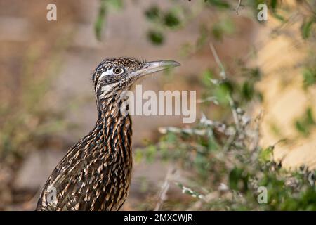 Un gros plan d'un grand roadrunner (Geococcyx californianus) au Texas. Banque D'Images