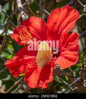 Papillon Cleopatra Gonepteryx cleopatra visite d'une fleur d'hibiscus rouge dans un jardin du nord de la Grèce Banque D'Images