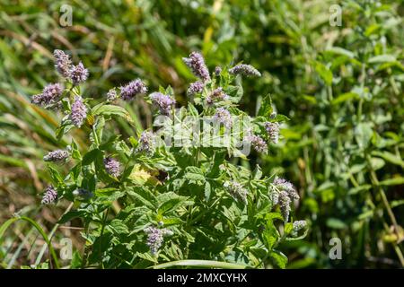 Dans la menthe sauvage pousse long-leaved Mentha longifolia. Banque D'Images