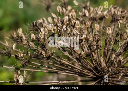 Heracleum Sosnowskyi fond de ciel. Toutes les parties de Heracleum Sosnowskyi contiennent l'allergène toxique intense furanocoumarine. Banque D'Images