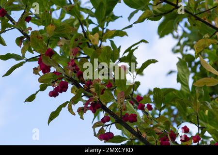 Euonymus europaeus, connu sous le nom de broche, et aussi comme broche européenne et broche commune, est un arbuste à feuilles caduques ou un petit arbre de la famille des Celastraceae. Banque D'Images