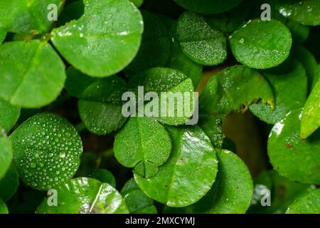 Lucky Irish four Leaf Clover in the Field pour St. Symbole des fêtes de la fête de Patrick. avec des roches à trois feuilles. Banque D'Images