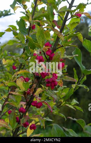 Euonymus europaeus, connu sous le nom de broche, et aussi comme broche européenne et broche commune, est un arbuste à feuilles caduques ou un petit arbre de la famille des Celastraceae. Banque D'Images