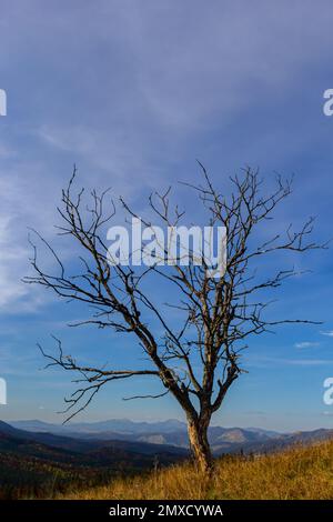 L'arbre ancien et complètement sec poussant contre le ciel bleu. Banque D'Images