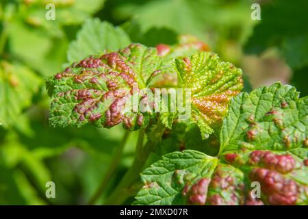 Pucerons feuillage gondolé, gros plan feuille courbée sur le cerisier, Prunus sp, causée par le puceron noir, puceron noir sous les feuilles. Banque D'Images