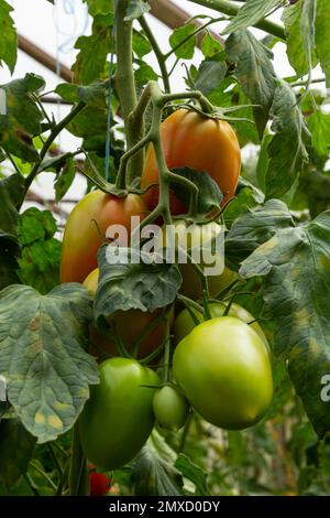 Tomates mûres rouges et vertes accrochées à la tomate dans le jardin. Banque D'Images