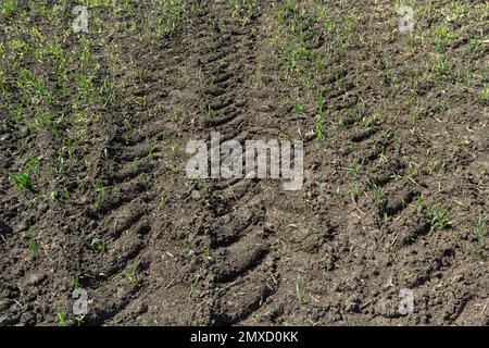 Un sentier de pneus de tracteur profond sur une pelouse verte dans un champ, une industrie agricole ou un concept de parc. Banque D'Images