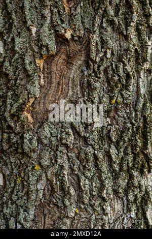 arrière-plan de l'écorce d'arbre. Texture tiléable brune de l'ancien arbre. Banque D'Images