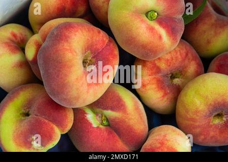 Prunus persica Donut ou Saturn Peach. platycarpa, un arbre fruitier aux fruits aplatis jaune pâle et rouge, plus doux que la plupart des variétés. Banque D'Images