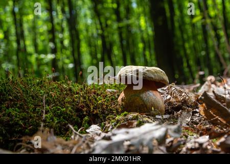 Boletus erythopus ou Neoboletus luridiformis champignon dans la forêt poussant sur l'herbe verte et humide terrain naturel en automne saison. Boletus luridiforme Banque D'Images