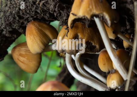 Coprinellus micaceus. Groupe de champignons sur bois dans la nature. Banque D'Images