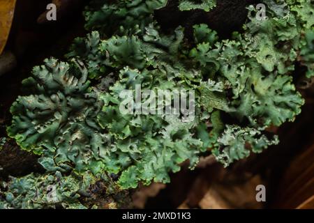 Lichen - Parmotrema reticulatum croissant sur le log tombé. Banque D'Images